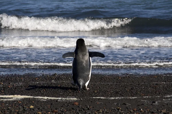 Pingwin białobrewy, Antarktyda — Zdjęcie stockowe