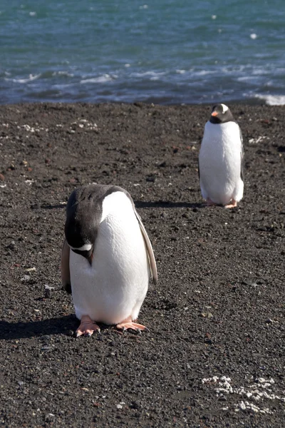 Gentoo Penguin, Antártida — Foto de Stock