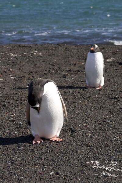 Gentoo Penguin, Antarctica