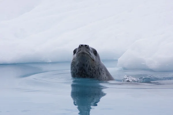 Phoque léopard, Antarctique — Photo