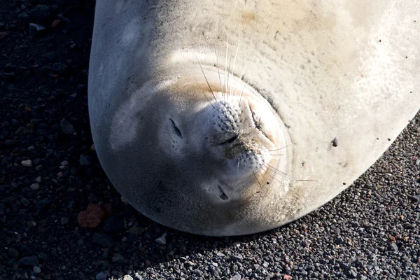 Vista de Seal en la Antártida — Foto de Stock