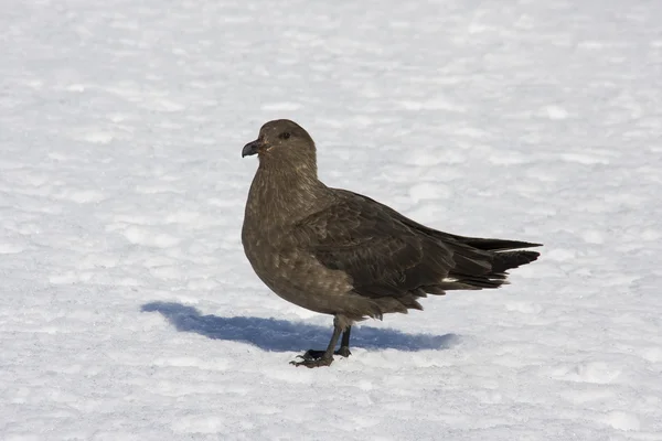 Vista di Skua, Antartide — Foto Stock