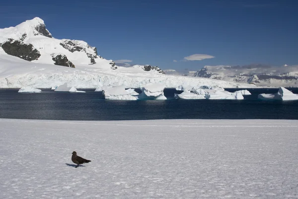 Vista de Skua, Antártida — Foto de Stock