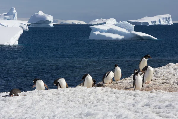 Gentoo Penguin colony, Antarctica Royalty Free Stock Photos