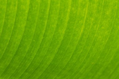 Yeşil yaprağı kapat