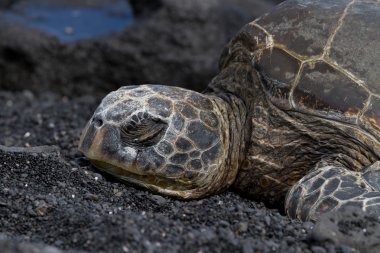 Hawksbill kaplumbağa görünümünü