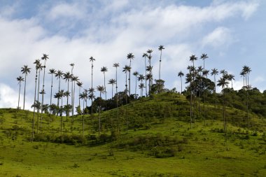 Balmumu palmiye ağacı, Colombia