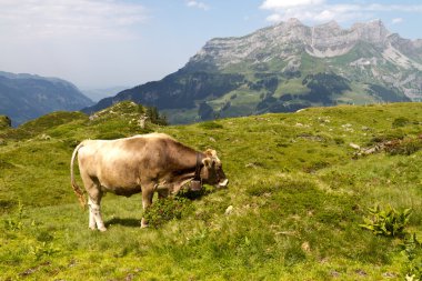 Doğada İsviçre inek