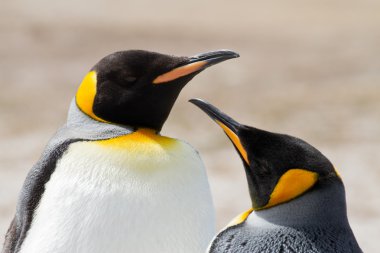 Kral penguen, Falkland Adaları