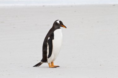 Gentoo pengueni, Falkland Adaları