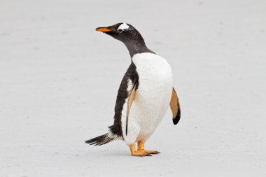 Gentoo penguin, Falkland Islands clipart