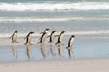 Denizden Gentoo penguenler paytak paytak yürüyüş