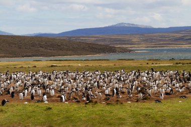 Gentoo penguen kolonisi, falkland Adaları