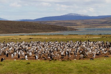 Gentoo penguin colony, falkland islands clipart