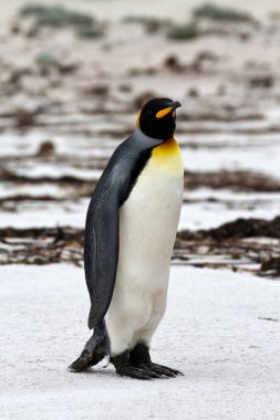 Kral penguen görünümü