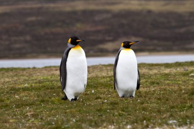 Kral penguenler görünümü
