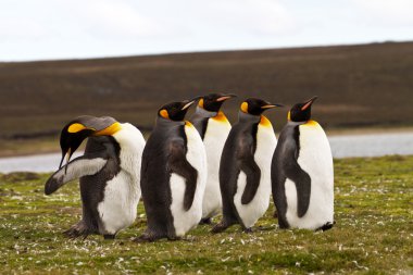 Genç Kral penguenler görünümü
