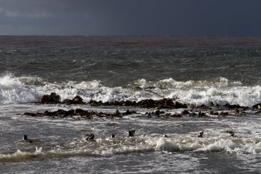 Magellanic Penguins swimming in the arctic sea clipart