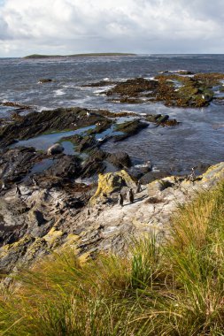 Kıyı şeridi Falkland Adaları