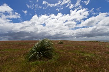 Tussac çimen, Falkland Adaları