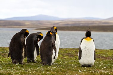 Kral penguenler görünümü