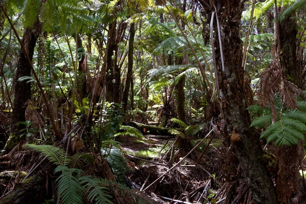 Vista da floresta tropical no Havaí — Fotografia de Stock