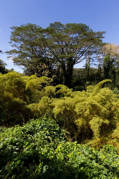 Visão da hora do dia de Rainforest no Havaí — Fotografia de Stock