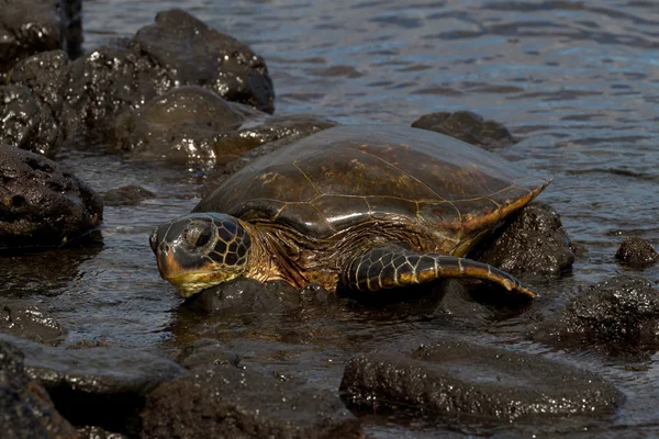 View of Hawksbill Turtle — Stock Photo, Image