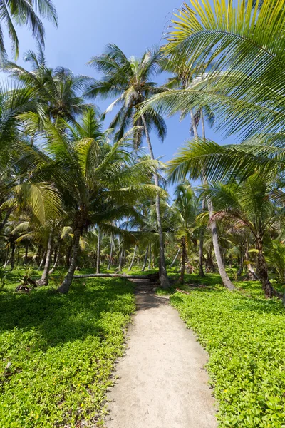 Palmy, Tayrona, Kolumbia — Zdjęcie stockowe