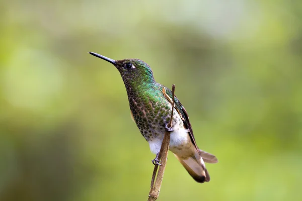 View of Hummingbird Colombia — Stock Photo, Image