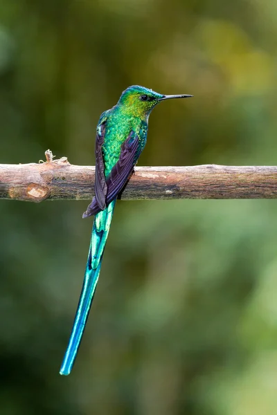 Vista de Colibrí Colombia —  Fotos de Stock