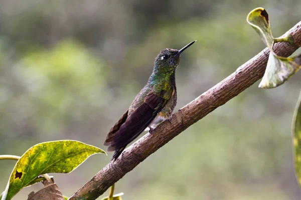 Vista de Hummingbird Colombia — Fotografia de Stock