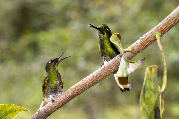 Vista de Colibrí Colombia —  Fotos de Stock