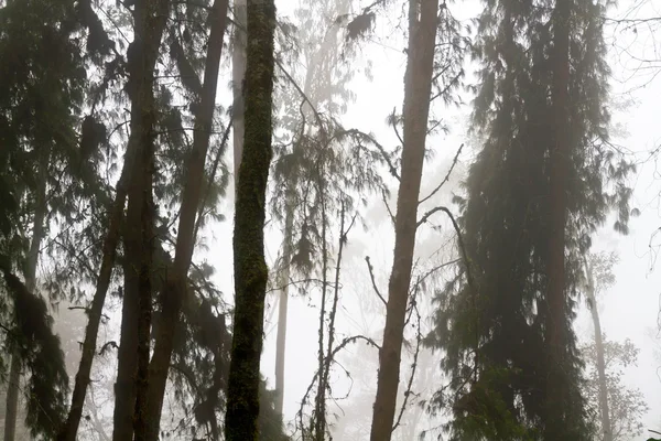 Foresta pluviale nella nebbia, Colombia — Foto Stock