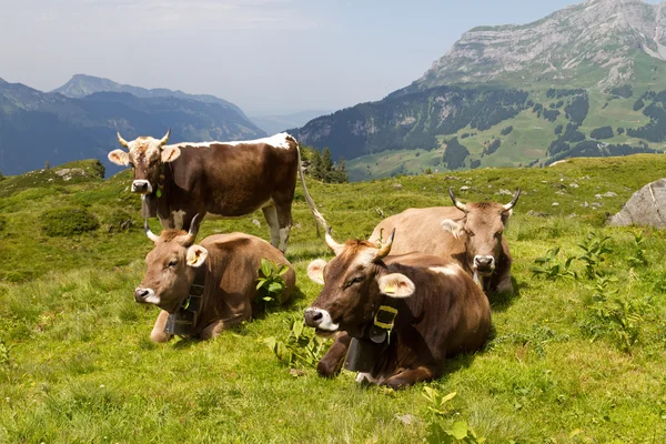 Швейцарський корів в природі — стокове фото