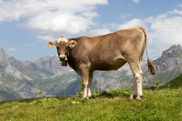 Vaca suiza en la naturaleza — Foto de Stock