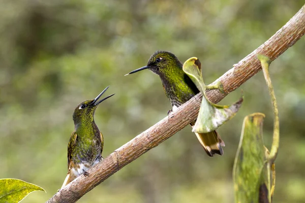 Hummingbird, valley de cocora, Colombia — Stock Photo, Image