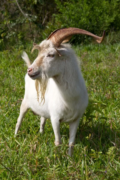 Male goat, colombia — Stock Photo, Image