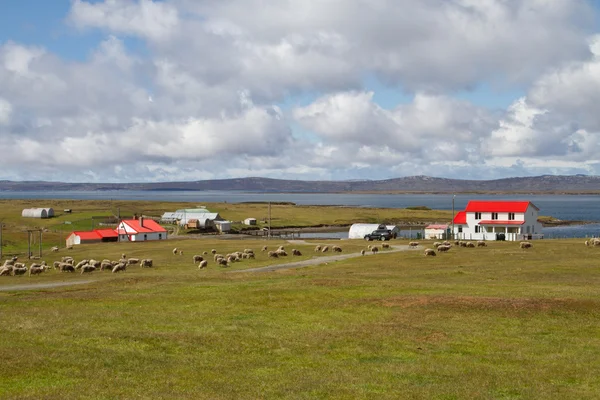 Contryside Îles Falkland — Photo