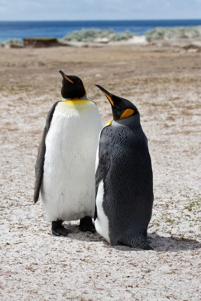 Kral penguenler, Falkland Adaları — Stok fotoğraf