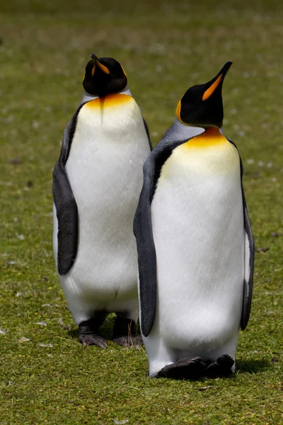 Pingüinos rey, Islas Malvinas — Foto de Stock