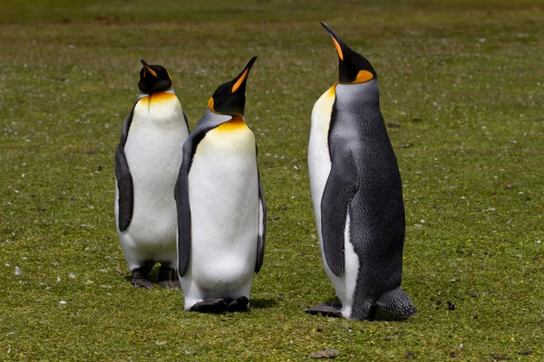 Pingüinos rey, Islas Malvinas — Foto de Stock