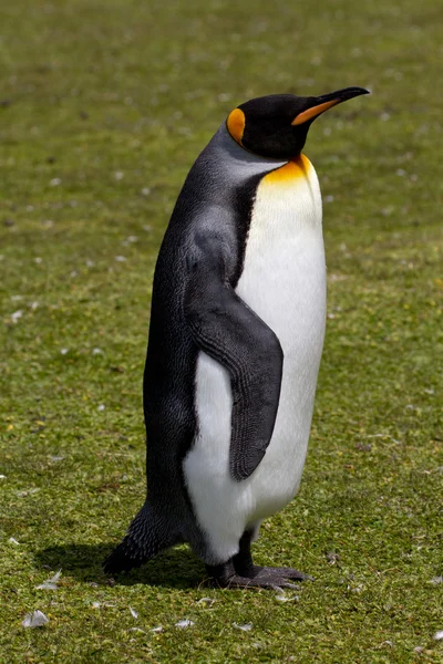 King penguin, Falkland Islands — Stock Photo, Image