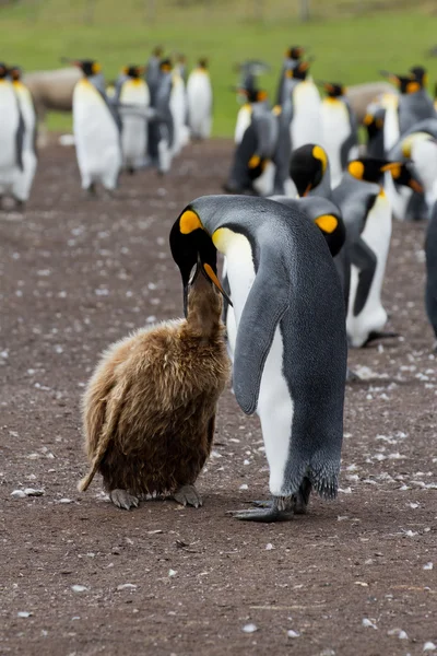 Rey pingüino madre y su polluelo — Foto de Stock