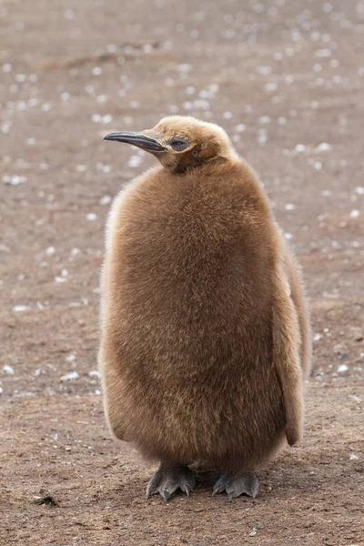 Król Pingwin laska — Zdjęcie stockowe