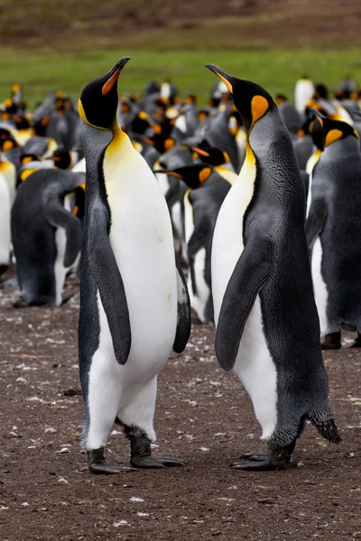 Koning pinguïn kolonie, Falkland eilanden — Stockfoto