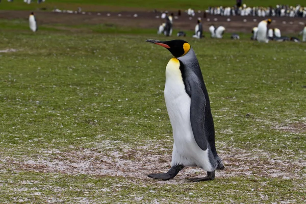 King penguin view — Stock Photo, Image