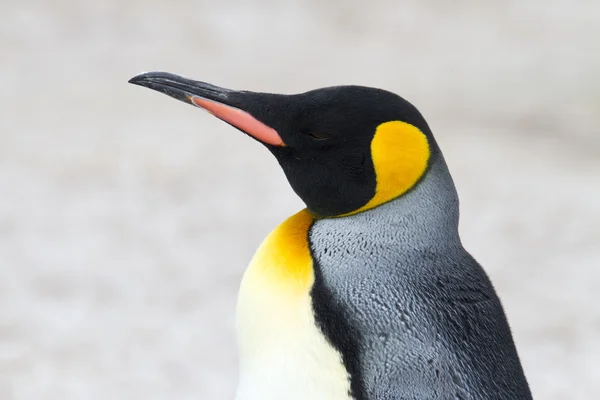 Rey pingüino de cerca — Foto de Stock