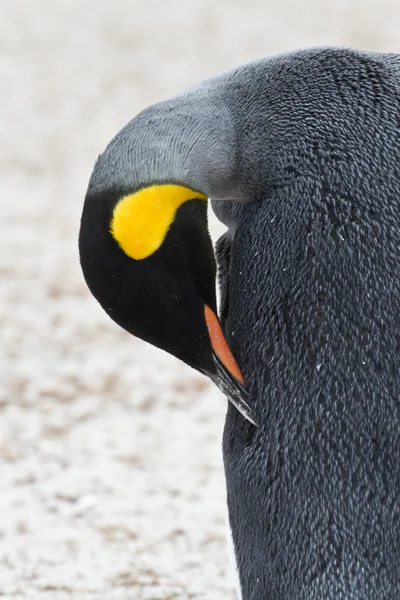 Король пингвин вблизи — стоковое фото