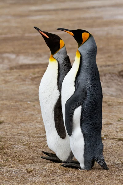 Pingüino rey, Islas Malvinas — Foto de Stock